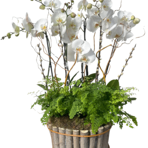 Cesta de orquídeas Blancas con plantas variadas