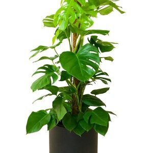 Costilla de Adán en hidrojardinera (DISPONIBLE SOLO PARA MADRID)