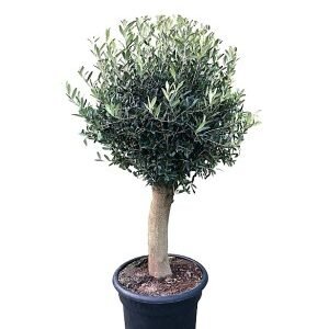 Olivo maceta M45